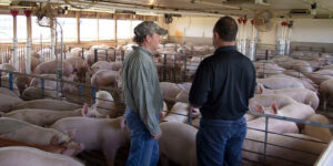 Two men stand and talk inside a large, indoor pig farm, surrounded by many pigs in pens. The pen area is well-lit with natural light from windows, and ventilation fans are visible on the walls.