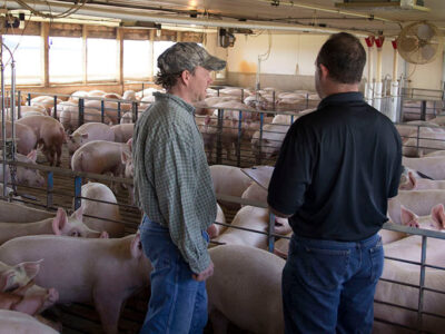 Two men stand and talk inside a large, indoor pig farm, surrounded by many pigs in pens. The pen area is well-lit with natural light from windows, and ventilation fans are visible on the walls.