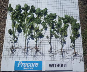 Soybean plants displayed on a grid board; plants on the left under "Procure" label are taller and have more roots and leaves, while plants on the right under "Without" label are shorter and less developed.