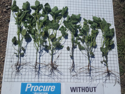 Soybean plants displayed on a grid board; plants on the left under "Procure" label are taller and have more roots and leaves, while plants on the right under "Without" label are shorter and less developed.