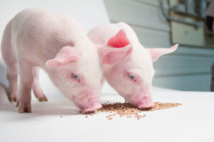 Two pink piglets stand side by side, eating brown pellet food from a white surface, with a blurred background of a barn interior.