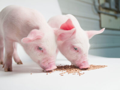 Two pink piglets stand side by side, eating brown pellet food from a white surface, with a blurred background of a barn interior.