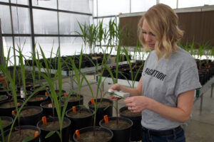 A woman wearing a gray "COGNITION" t-shirt measures the height of young plants in pots with an electronic caliper inside a greenhouse. Orange labels are visible in the soil of each pot.