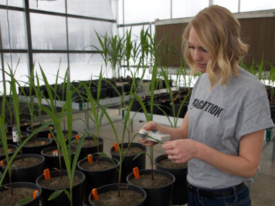 A woman wearing a gray "COGNITION" t-shirt measures the height of young plants in pots with an electronic caliper inside a greenhouse. Orange labels are visible in the soil of each pot.
