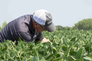 A person wearing a gray cap and dark shirt examines or tends to green plants in a field on a clear day, surrounded by lush vegetation and trees in the background.