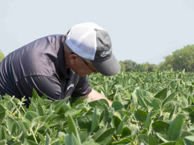 A person wearing a gray cap and dark shirt examines or tends to green plants in a field on a clear day, surrounded by lush vegetation and trees in the background.