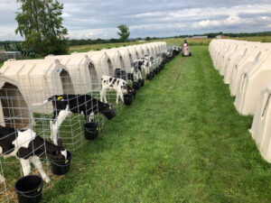 Rows of individual calf hutches on grass, each with a young black and white calf eating from a bucket inside a fenced enclosure, stretch into the distance under a cloudy sky.