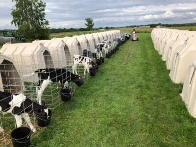 Rows of individual calf hutches on grass, each with a young black and white calf eating from a bucket inside a fenced enclosure, stretch into the distance under a cloudy sky.