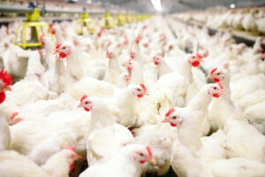 A large group of white chickens crowded together inside a brightly lit commercial poultry farm, with yellow feeders visible overhead.