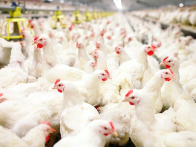 A large group of white chickens crowded together inside a brightly lit commercial poultry farm, with yellow feeders visible overhead.