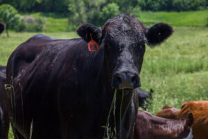 A black cow with an orange ear tag labeled "806" stands in a grassy field, looking toward the camera. Other cows, some brown, graze nearby. Lush green vegetation is visible in the background.
