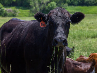A black cow with an orange ear tag labeled "806" stands in a grassy field, looking toward the camera. Other cows, some brown, graze nearby. Lush green vegetation is visible in the background.