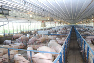 Rows of pigs are kept in metal pens inside a large, brightly lit indoor facility with a high ceiling and windows along the sides. The pigs are crowded and the building appears clean and organized.