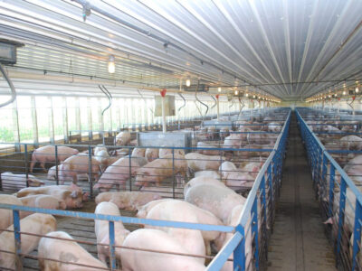 Rows of pigs are kept in metal pens inside a large, brightly lit indoor facility with a high ceiling and windows along the sides. The pigs are crowded and the building appears clean and organized.
