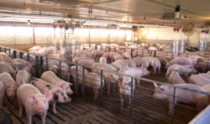 Dozens of pigs stand closely together in pens inside a well-lit indoor facility, separated by metal railings, with feeding equipment and fans visible in the background.