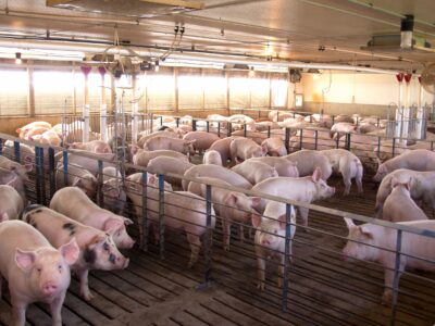 Dozens of pigs stand closely together in pens inside a well-lit indoor facility, separated by metal railings, with feeding equipment and fans visible in the background.