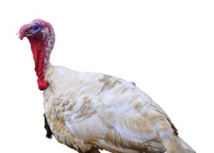 A large turkey with white and beige feathers, a red wattle, and a exposed, bumpy red and blue neck standing against a plain white background.