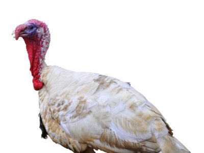 A large turkey with white and beige feathers, a red wattle, and a exposed, bumpy red and blue neck standing against a plain white background.