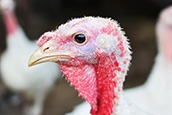 Close-up of a turkey’s head and neck with white feathers and a red, bumpy wattle, looking to the left. The background is blurred, showing another turkey out of focus.
