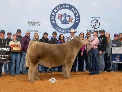 A group of people pose with a show steer and award banners in front of an "American Royal Kansas City" backdrop, celebrating a Grand Champion title at a livestock event.