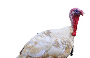A close-up of a white turkey with a red wattle and bumpy skin on its head, standing against a plain white background.