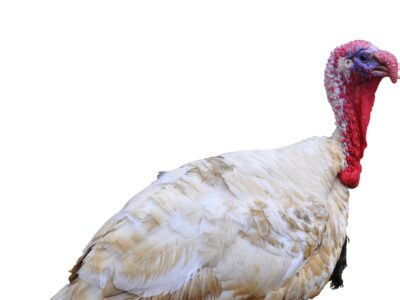 A close-up of a white turkey with a red wattle and bumpy skin on its head, standing against a plain white background.