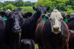 A group of black and brown cows with green ear tags stand closely together in a grassy field with trees in the background. One cow has a white face, and flies are visible around them.