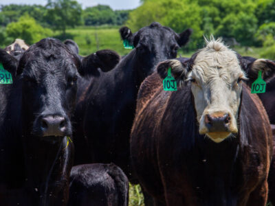 A group of black and brown cows with green ear tags stand closely together in a grassy field with trees in the background. One cow has a white face, and flies are visible around them.