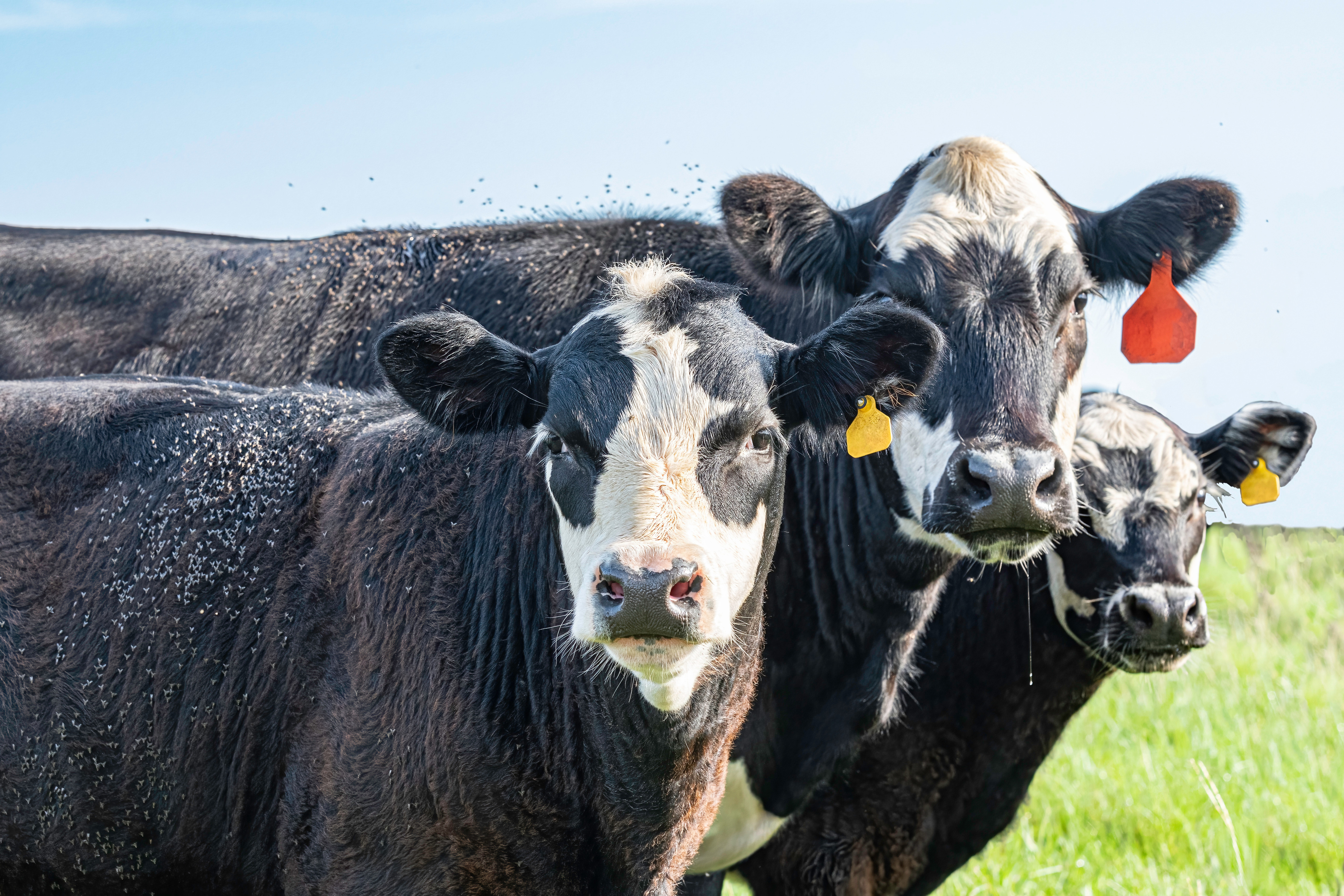cows with flies on them