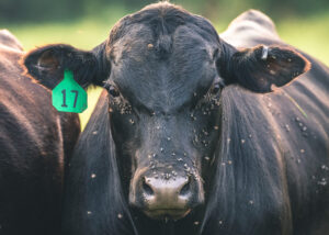 A black cow with a green ear tag labeled "17" stands facing the camera, surrounded by small flies on its face and head, with another cow partially visible beside it. The background is blurred greenery.