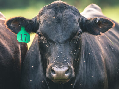 A black cow with a green ear tag labeled "17" stands facing the camera, surrounded by small flies on its face and head, with another cow partially visible beside it. The background is blurred greenery.