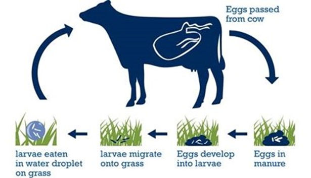 Lifecyle of Parasites in Cattle graphic