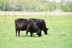 Two black cows are grazing on green grass in a fenced pasture on a sunny day, with trees and a stone wall in the background.