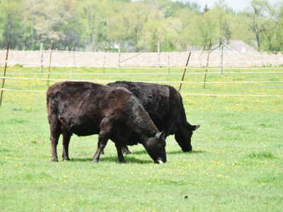 Two black cows are grazing on green grass in a fenced pasture on a sunny day, with trees and a stone wall in the background.