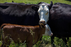 A black and white cow gently rests its chin on the head of a brown calf in a grassy field, surrounded by other cows. The scene appears calm and affectionate.