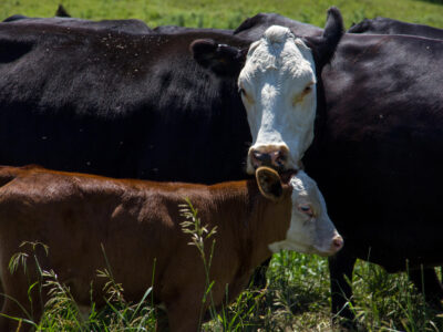 A black and white cow gently rests its chin on the head of a brown calf in a grassy field, surrounded by other cows. The scene appears calm and affectionate.