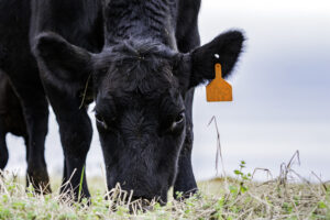 A black cow with a yellow ear tag grazes on grass, facing the camera. The background is blurred, highlighting the cow and the grassy area in the foreground.