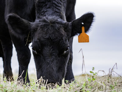 A black cow with a yellow ear tag grazes on grass, facing the camera. The background is blurred, highlighting the cow and the grassy area in the foreground.