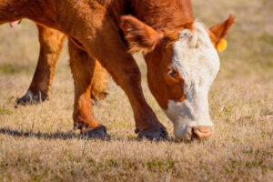 A brown and white cow with a yellow ear tag grazes on dry grass in a field, with another cow partially visible in the background.