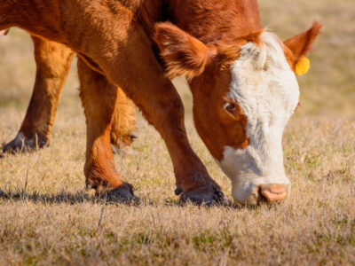 A brown and white cow with a yellow ear tag grazes on dry grass in a field, with another cow partially visible in the background.
