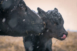 A mother cow nuzzles her calf as snowflakes rest on their black fur. The calf sticks out its tongue, and both animals have bits of straw on them, standing outdoors in a snowy setting.