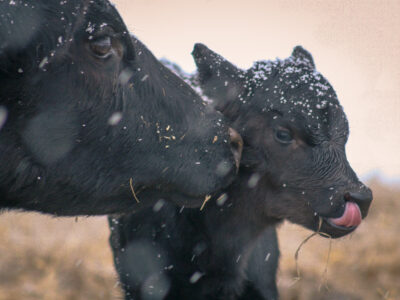 A mother cow nuzzles her calf as snowflakes rest on their black fur. The calf sticks out its tongue, and both animals have bits of straw on them, standing outdoors in a snowy setting.