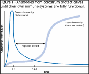 Line graph showing antibody concentrations over time in calves. Passive immunity from colostrum starts high then declines, while active immunity from the immune system gradually rises, overlapping during a “high risk period” between 1-14 days.