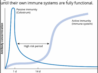 Line graph showing antibody concentrations over time in calves. Passive immunity from colostrum starts high then declines, while active immunity from the immune system gradually rises, overlapping during a “high risk period” between 1-14 days.
