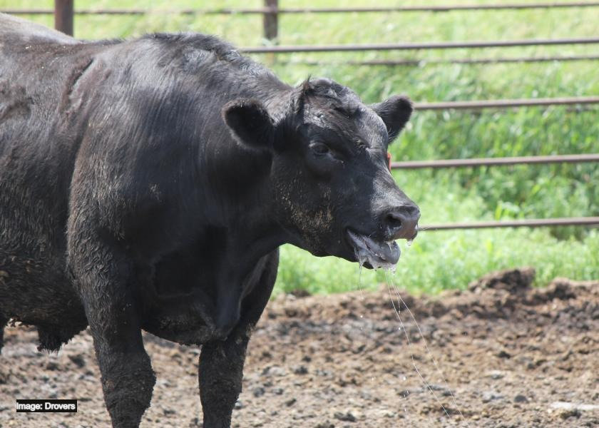 Heat Stressed Cattle