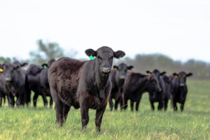 A group of black cows stands in a grassy field, with one cow in the foreground looking directly at the camera. The background is slightly blurred, showing more cows and trees.