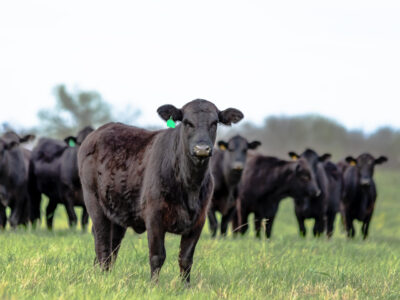 A group of black cows stands in a grassy field, with one cow in the foreground looking directly at the camera. The background is slightly blurred, showing more cows and trees.