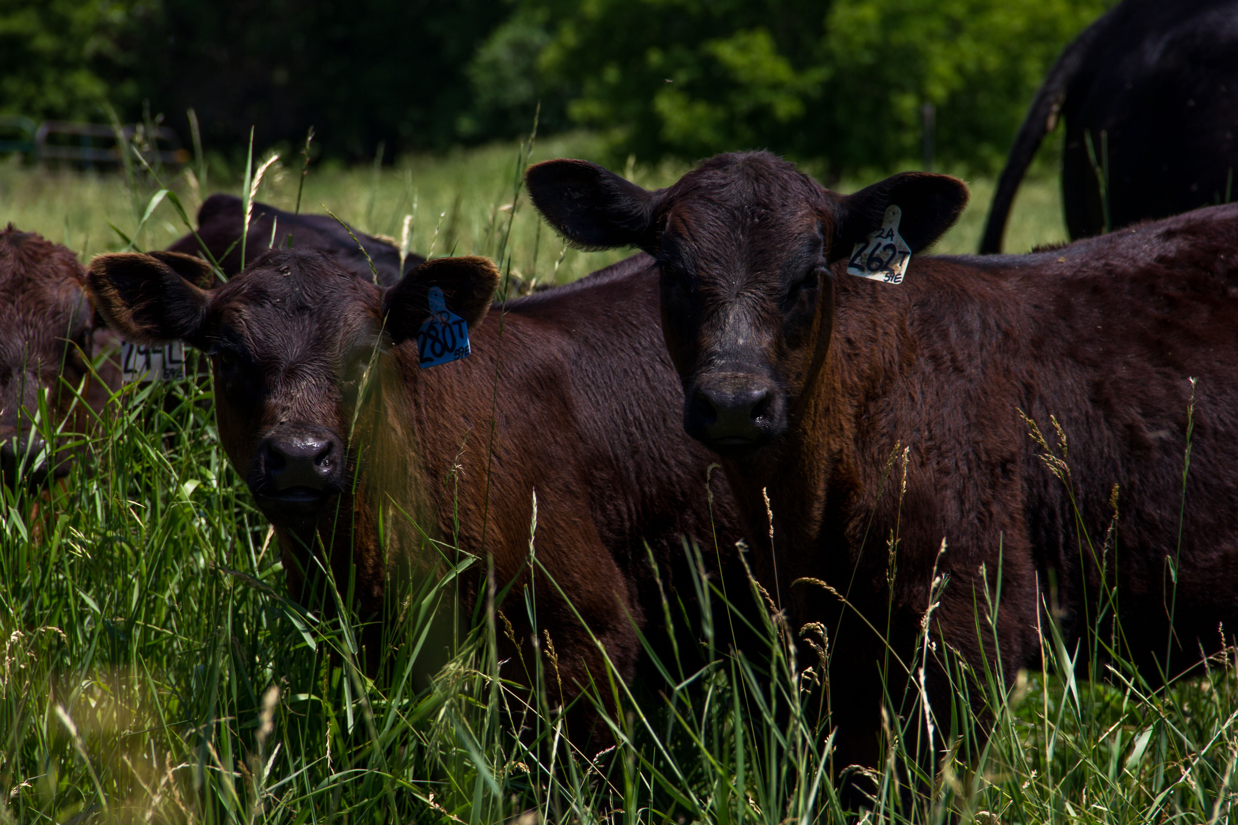 calves on pasture