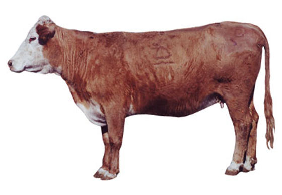 Cattle Body Condition Score of 5