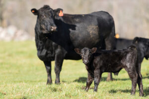 A black cow and a small black calf stand on green grass in a sunlit pasture. The cow is facing left, while the calf looks toward the camera. Both have orange ear tags. The background is softly blurred.